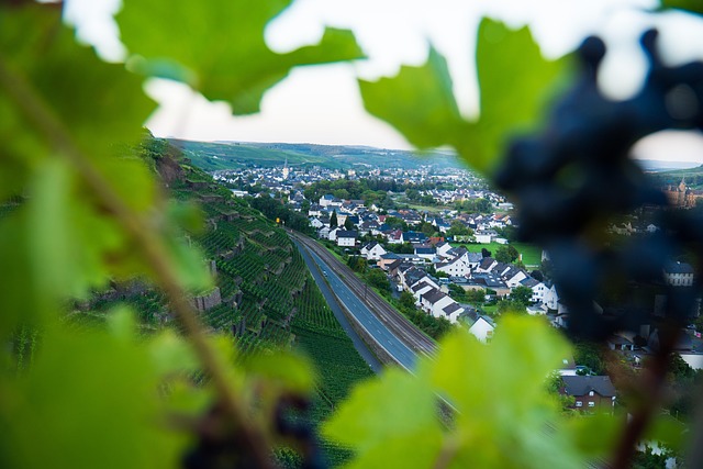 Free Vineyard Wine photo and picture
