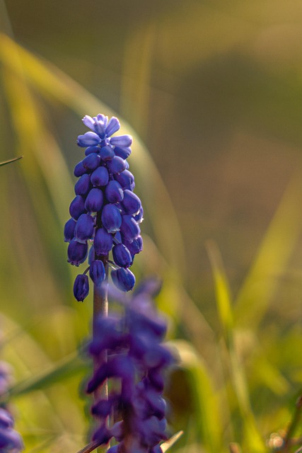 Free Grape-Hyacinth Hyacinth photo and picture