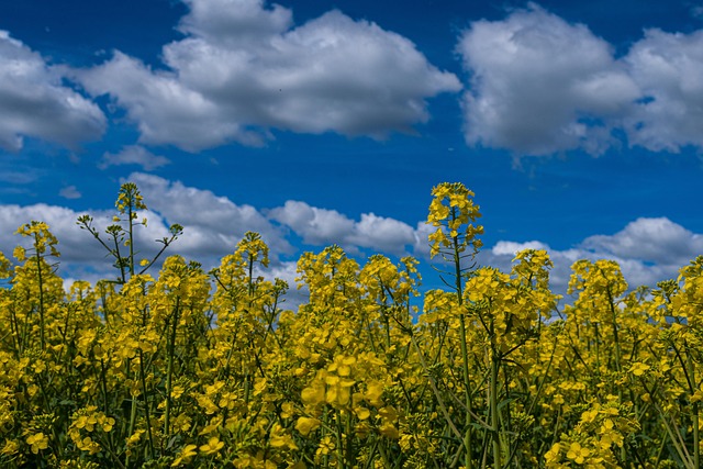 Free Oilseed Rape Agriculture photo and picture