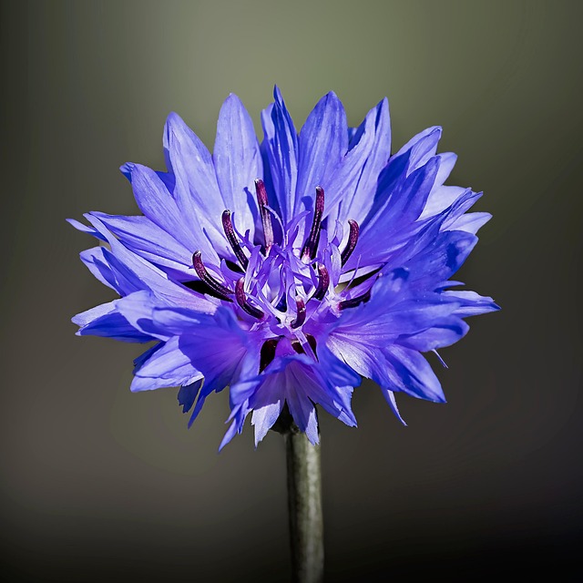 Free Cornflower Flower photo and picture