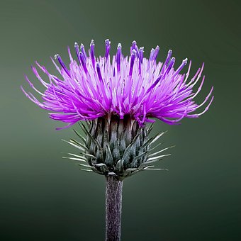 Free Thistle Flower photo and picture