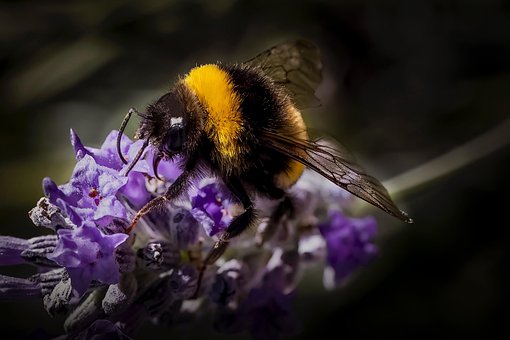 Free Bumblebee Bee photo and picture