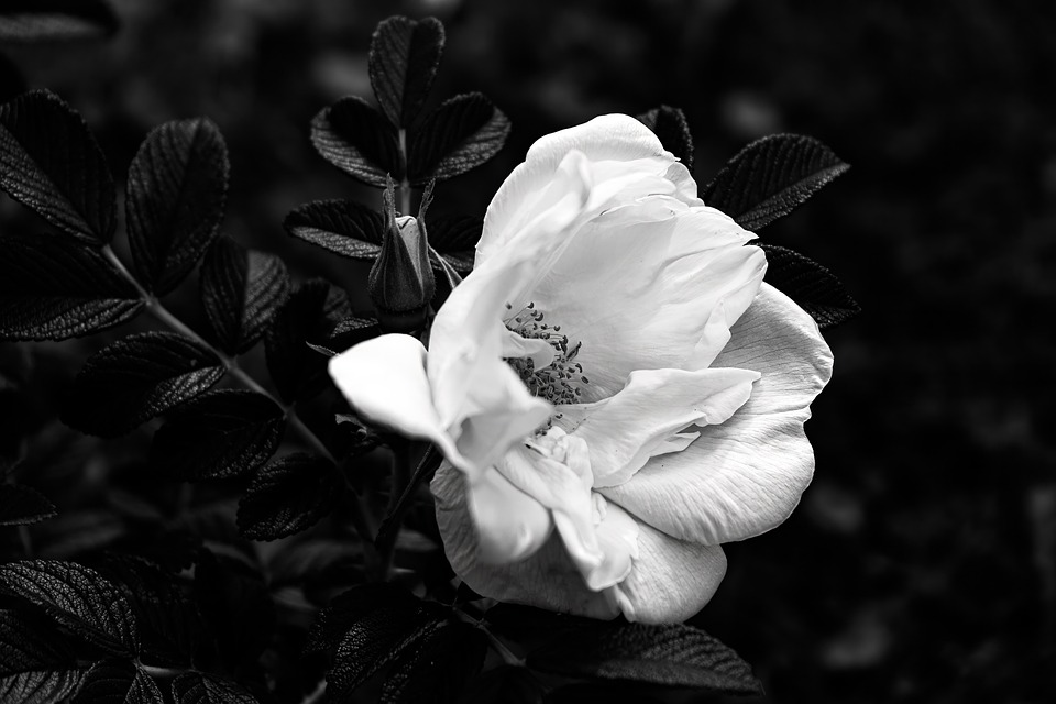 Apple Rose Flower Free photo on Pixabay Pixabay
