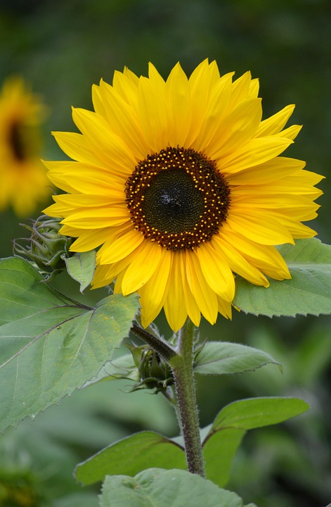 Sunflower Composites Blossom - Free photo on Pixabay