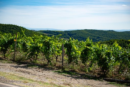 Free Wine Vines photo and picture