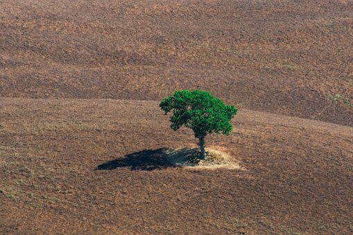 Free Tree Field photo and picture