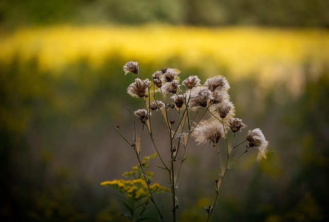 Tidsel, Blomst Tapet, Natur, Blomster
