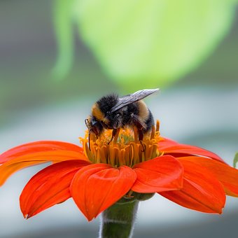Free Bee Flower photo and picture