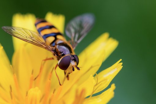 Free Flower Bee photo and picture