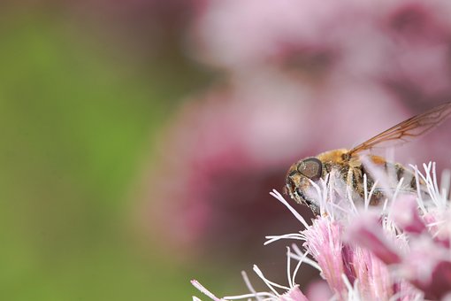 Free Pollinator Bee photo and picture