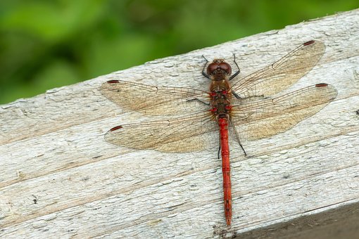 Free Dragonfly Insect photo and picture