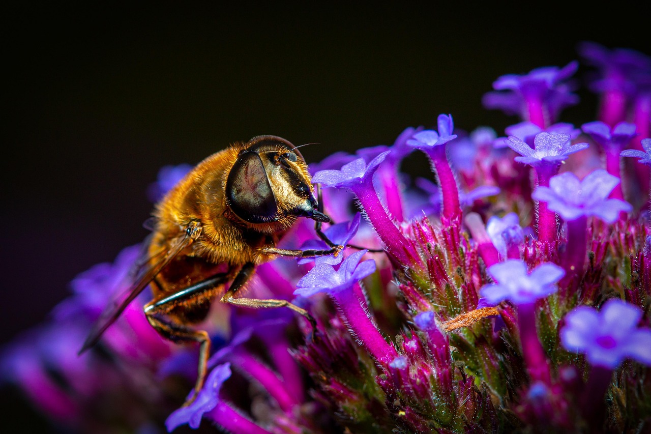 Download free HD stock image of Insect Bee Free Insect Bee photo and picture