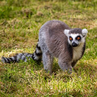 Free Lemur Animal photo and picture