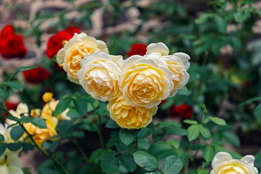Rozen, Bloemen, Planten, Bloemblaadjes