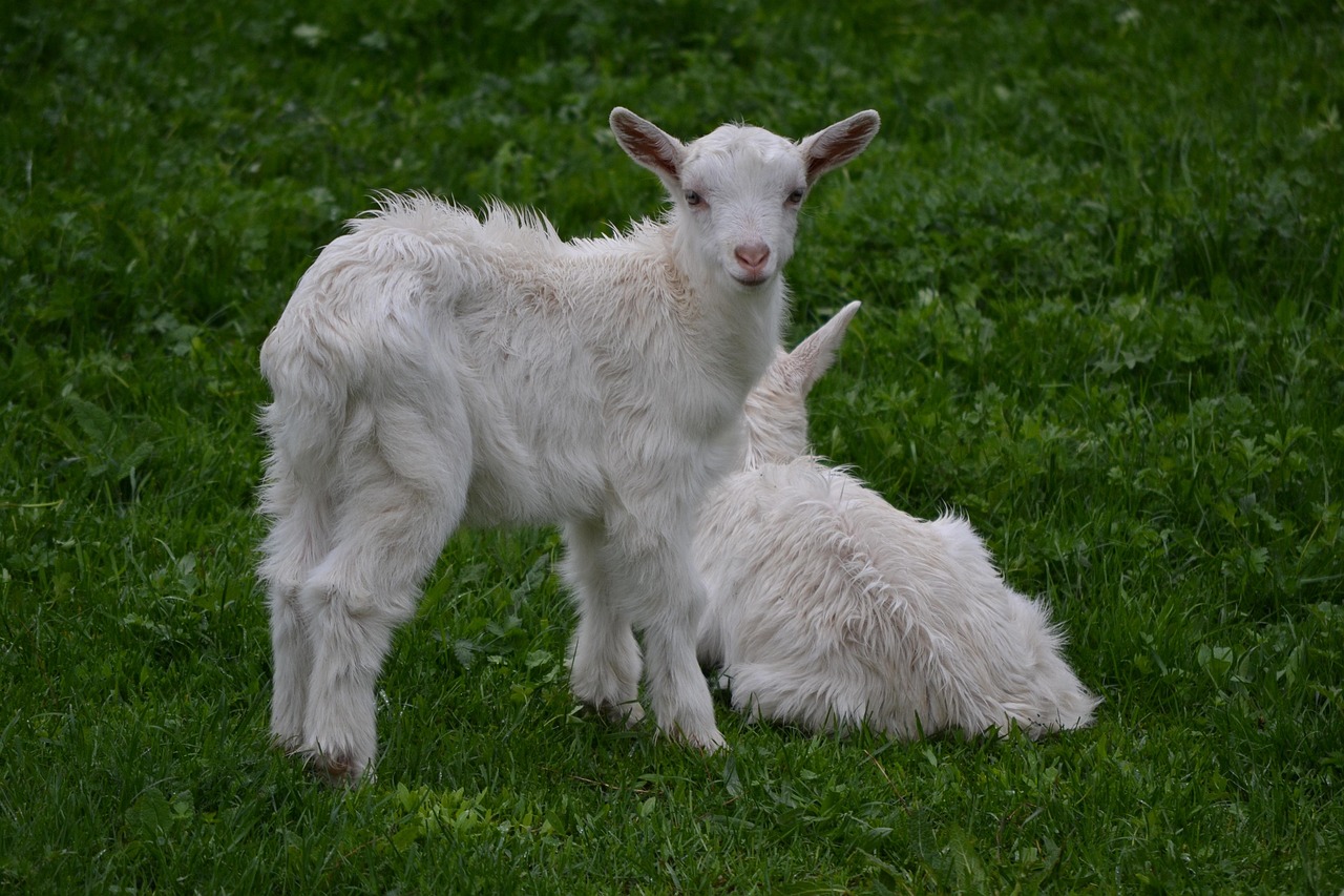 Goats Ruminant System Are Goats Ruminants | Understanding the Goat Digestive System – QUQY