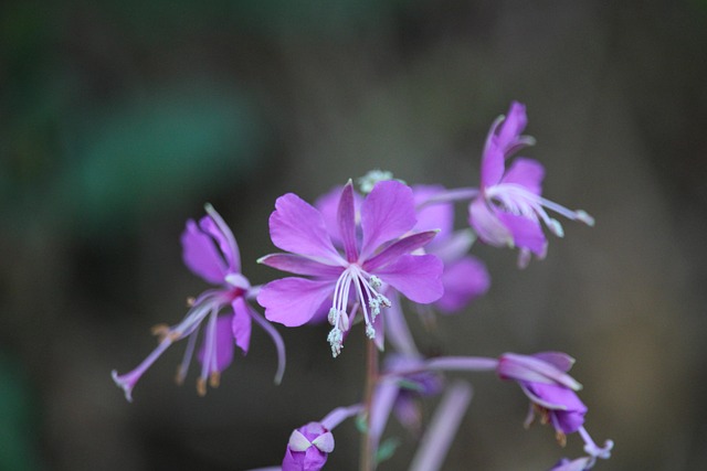 Free Flowers Epilobium photo and picture