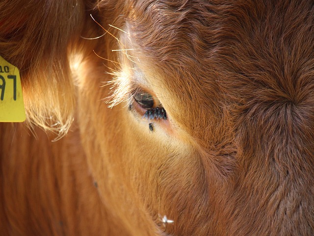 Free Cow Pasture photo and picture