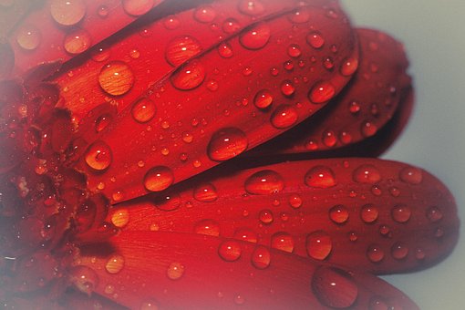 Free Flower Nature photo and picture