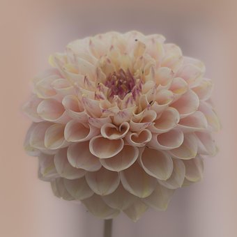 Free Dahlia Flower photo and picture