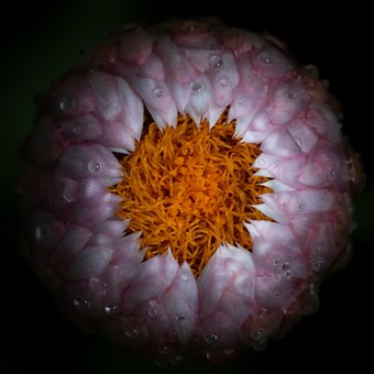 Free Flower Petals photo and picture