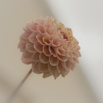 Free Flower Dahlia photo and picture