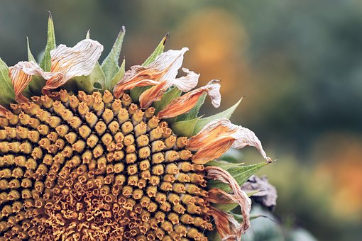 Free Sunflower Sun photo and picture