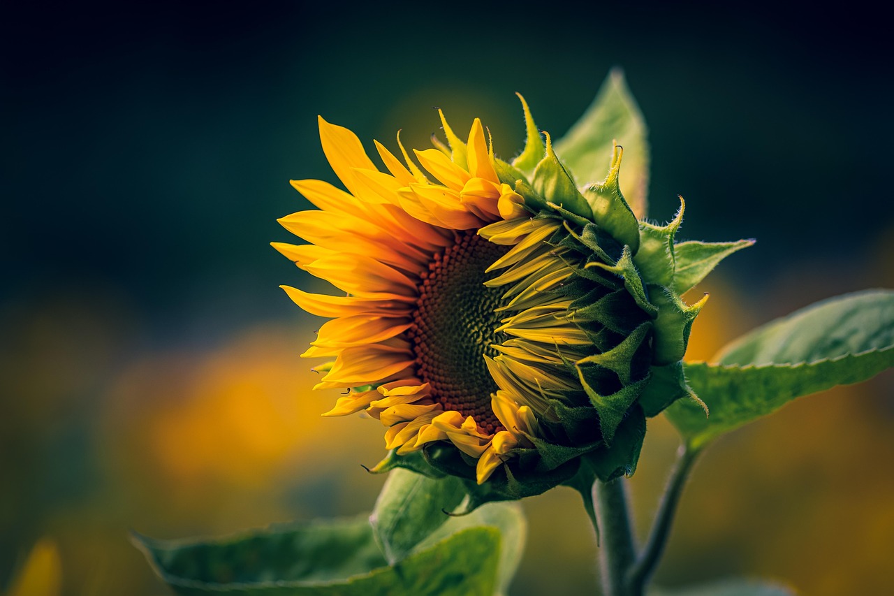 Sunflower Flower Yellow - Free photo on Pixabay - Pixabay