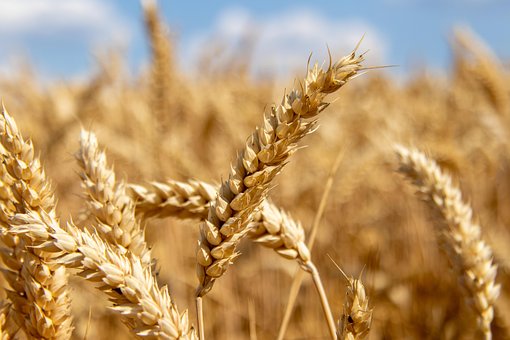 Weizen, Getreide, Landwirtschaft, Feld
