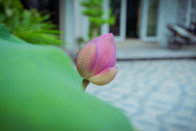 Lotus Flower Vietnam - Free photo on Pixabay - Pixabay