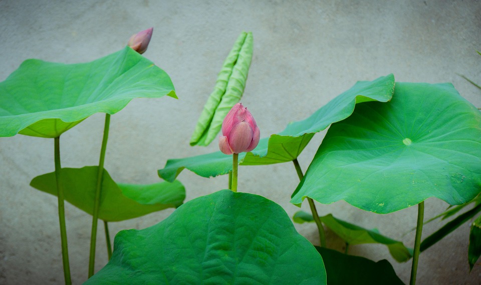 Lotus Flower Vietnam - Free photo on Pixabay - Pixabay