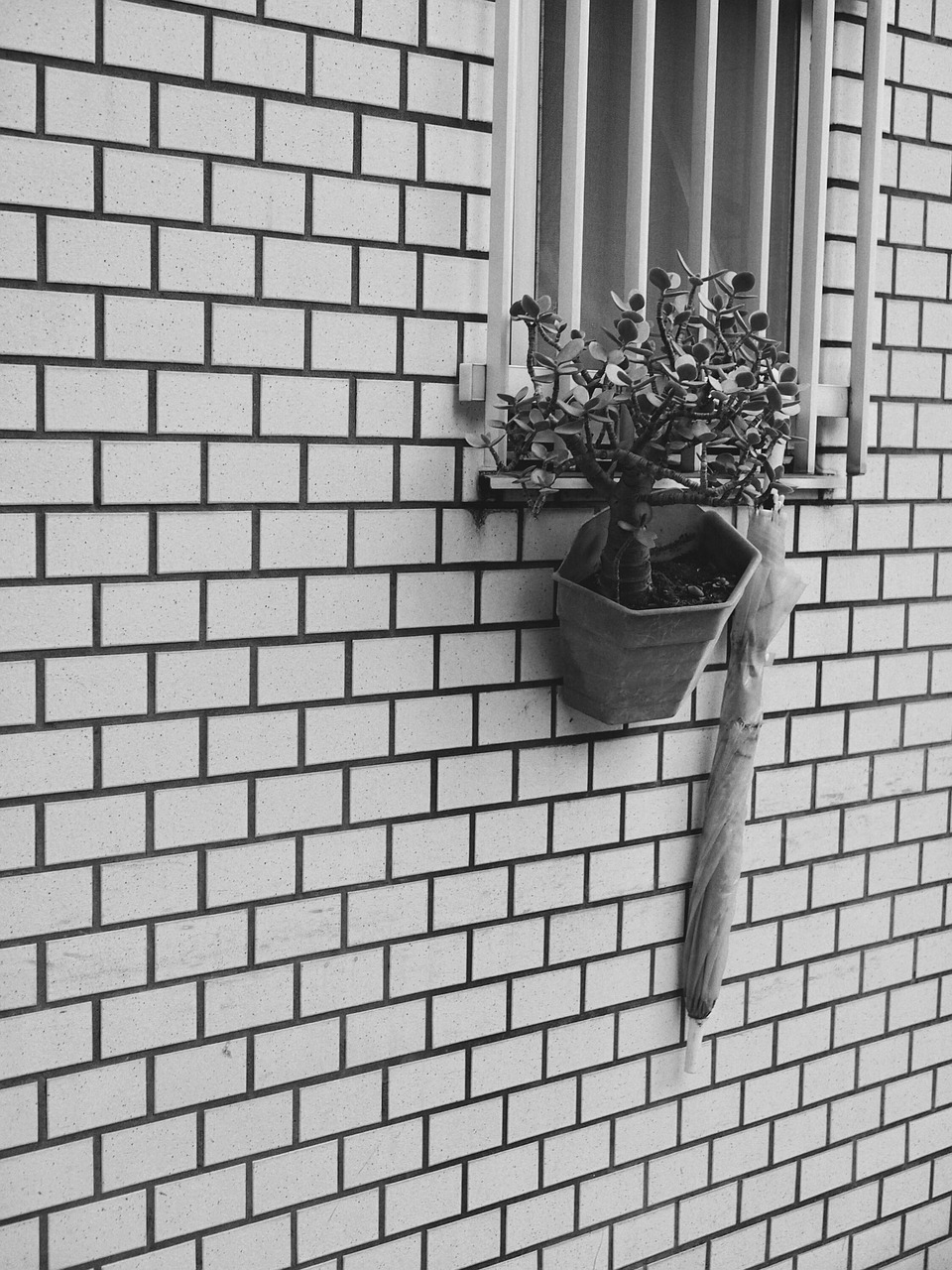 Wall Flower Pot Foliage Plant - Free photo on Pixabay - Pixabay