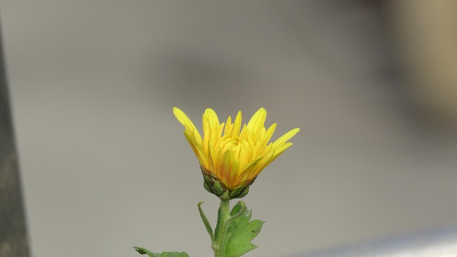 Chrysantheme, Blume, Natur, Gelb