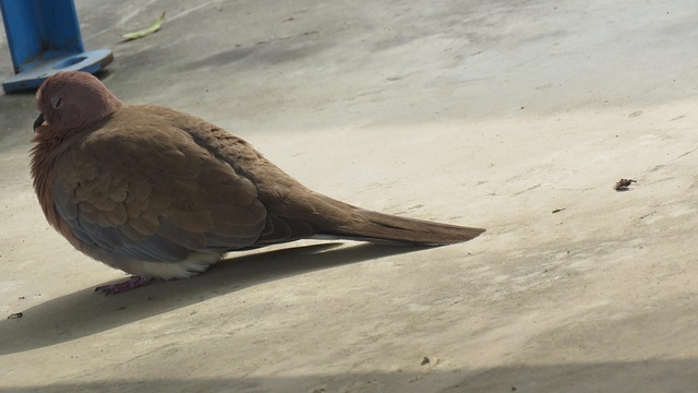 Taube Vogel, Vogel, Natur, Ruhiger Vogel