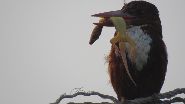 Eisvogel, Vogel, Lizerd, Tierwelt