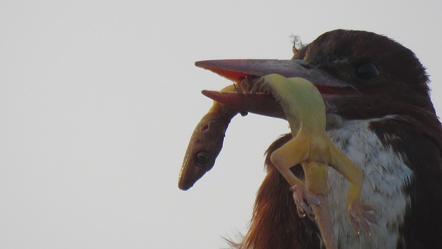 Eisvogel, Vogel, Lizerd