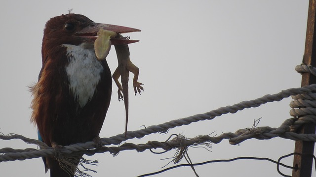 Eisvogel, Vogel, Lizerd