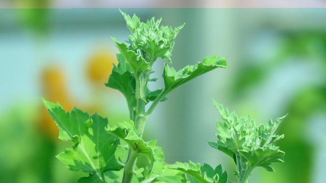 Blatt, Grün, Laub, Patel, Natur