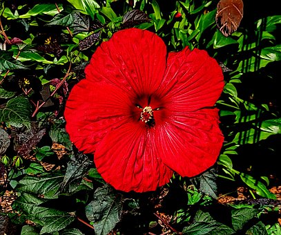 Free Hibiscus Flower photo and picture