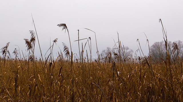Free Wheat Grain photo and picture
