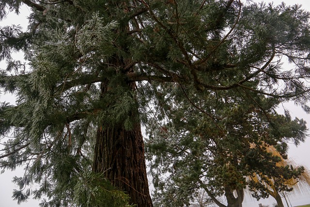 Free Tree Sequoia photo and picture