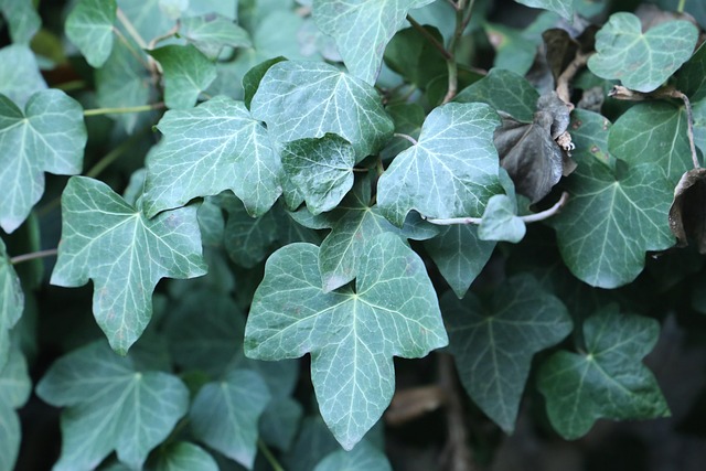Free Ivy Plant photo and picture