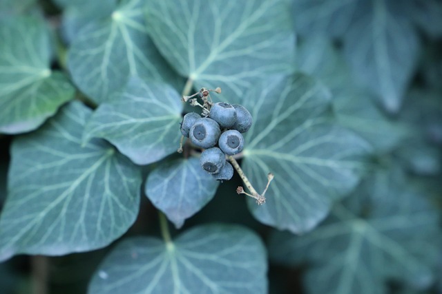 Free Ivy Leaf photo and picture