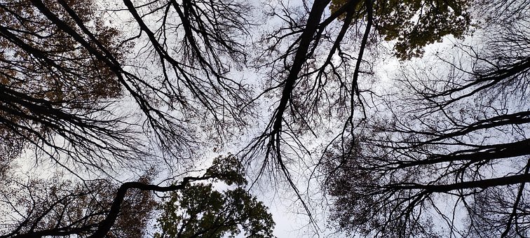 Himmel, Skog, Treet, Høst, Blader, Natur