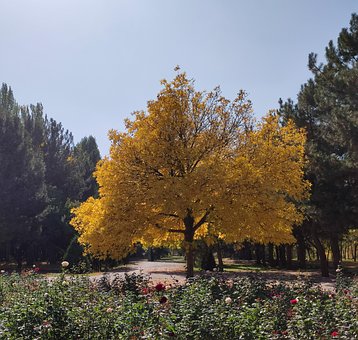 Høst, Parken, Gul, Blader, Blomst, Skog