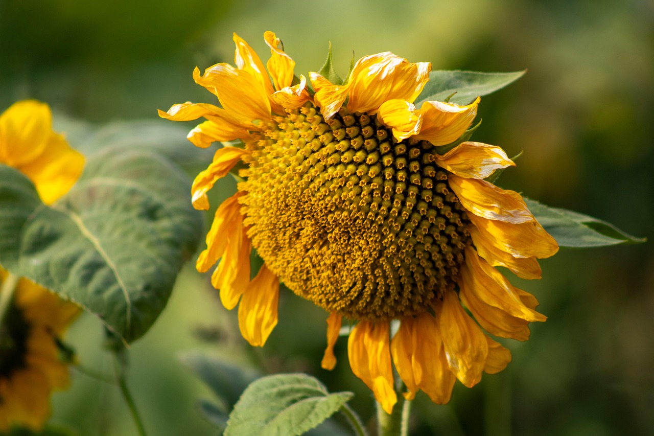  Sonnenblume Pflanze Blume - Kostenloses Foto auf Pixabay - Pixabay Bildidee 