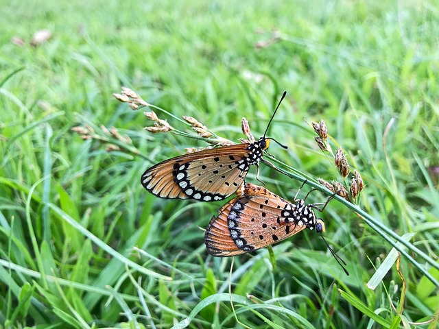 Mariposas, Naturaleza, Fauna Silvestre