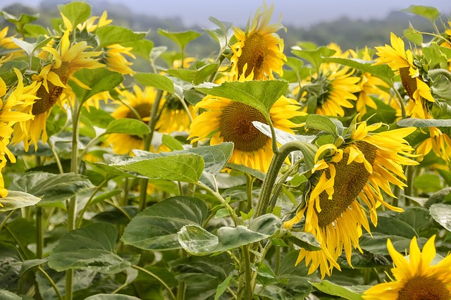 Free Sunflowers Field photo and picture