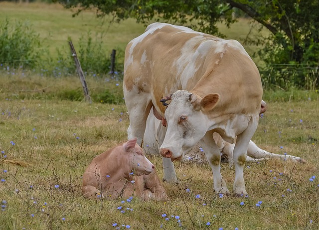Free Cow Animal photo and picture