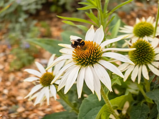 Free Bumblebee Coneflowers photo and picture