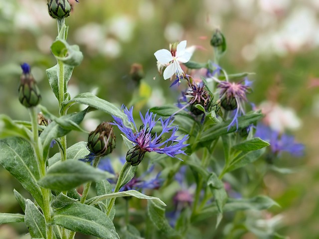 Free Flora Blue Flower photo and picture